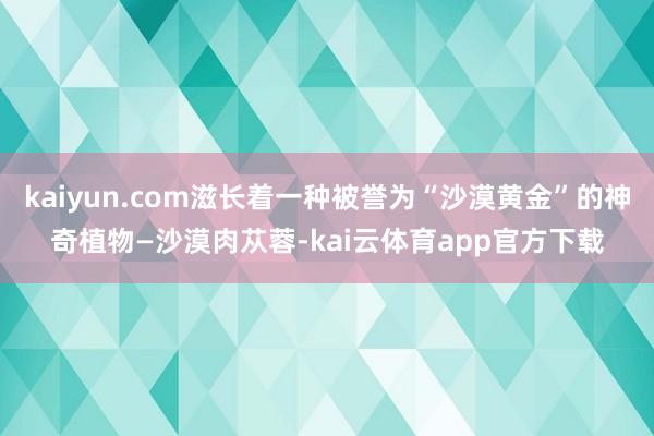kaiyun.com滋长着一种被誉为“沙漠黄金”的神奇植物—沙漠肉苁蓉-kai云体育app官方下载